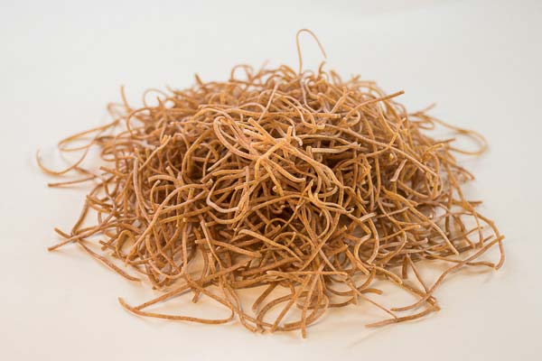 Pirine testenine
